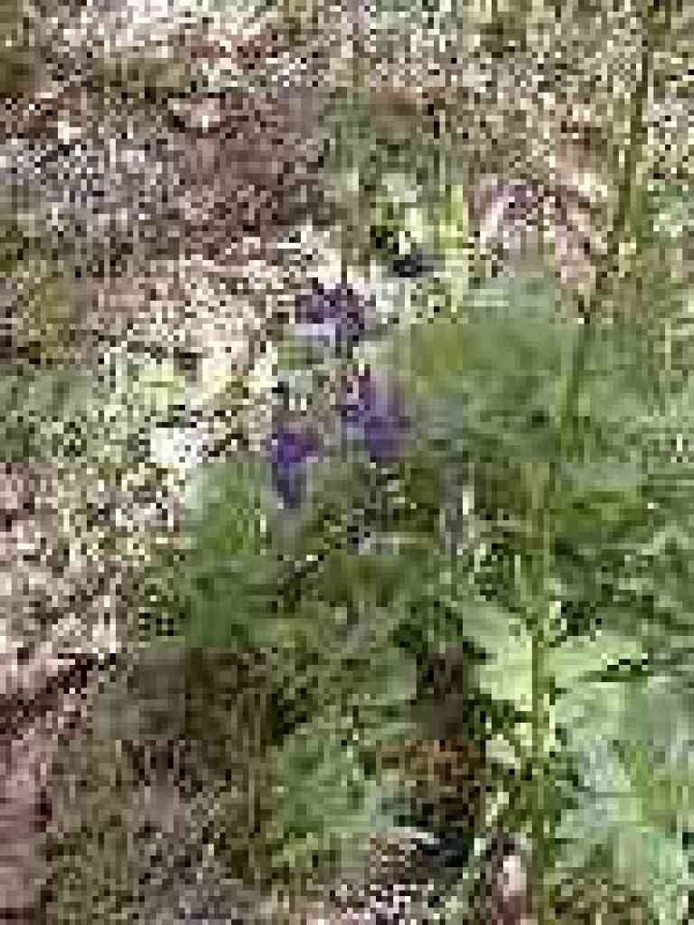 Larkspur