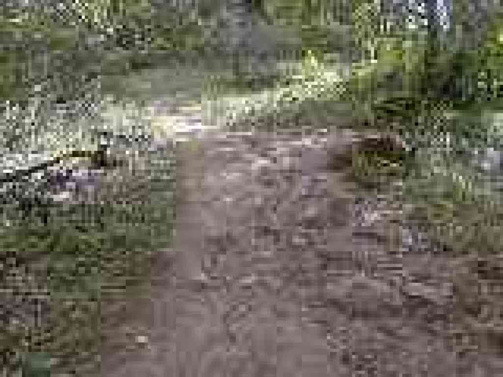 Coyote Trail