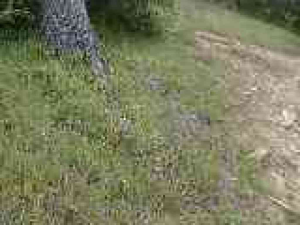 Flowers on the side of the trail