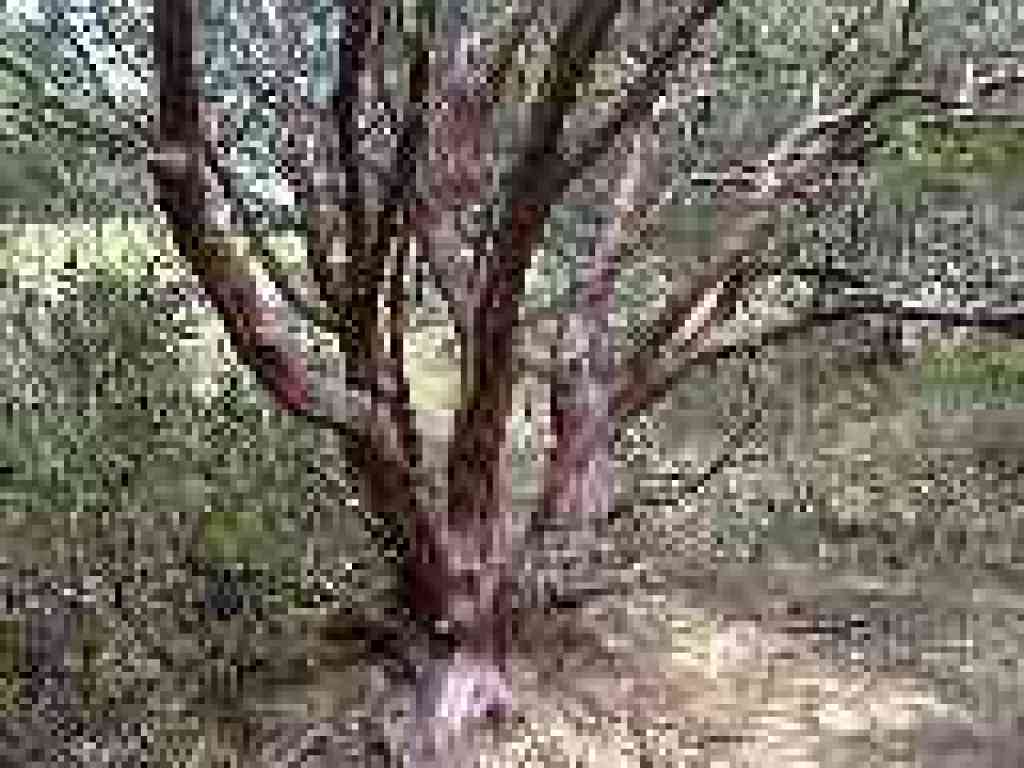 Manzanita
