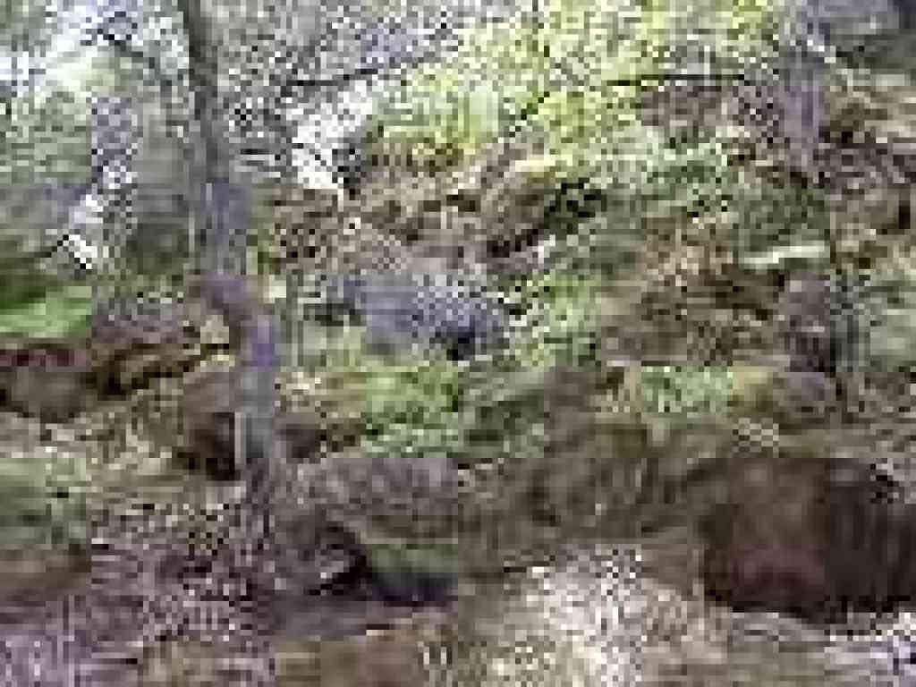 Boulder along the creek