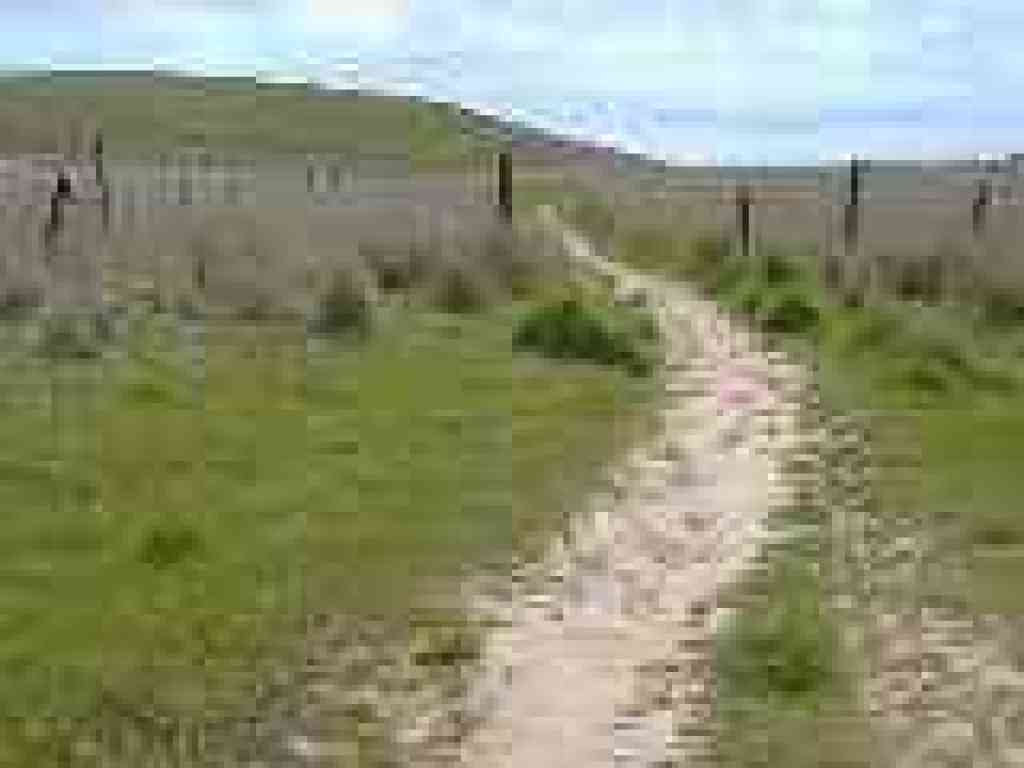 Coyote Trail