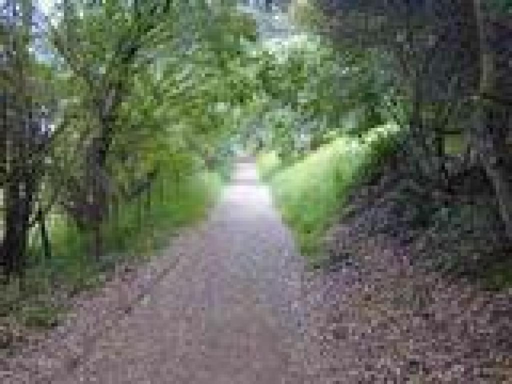 Trail