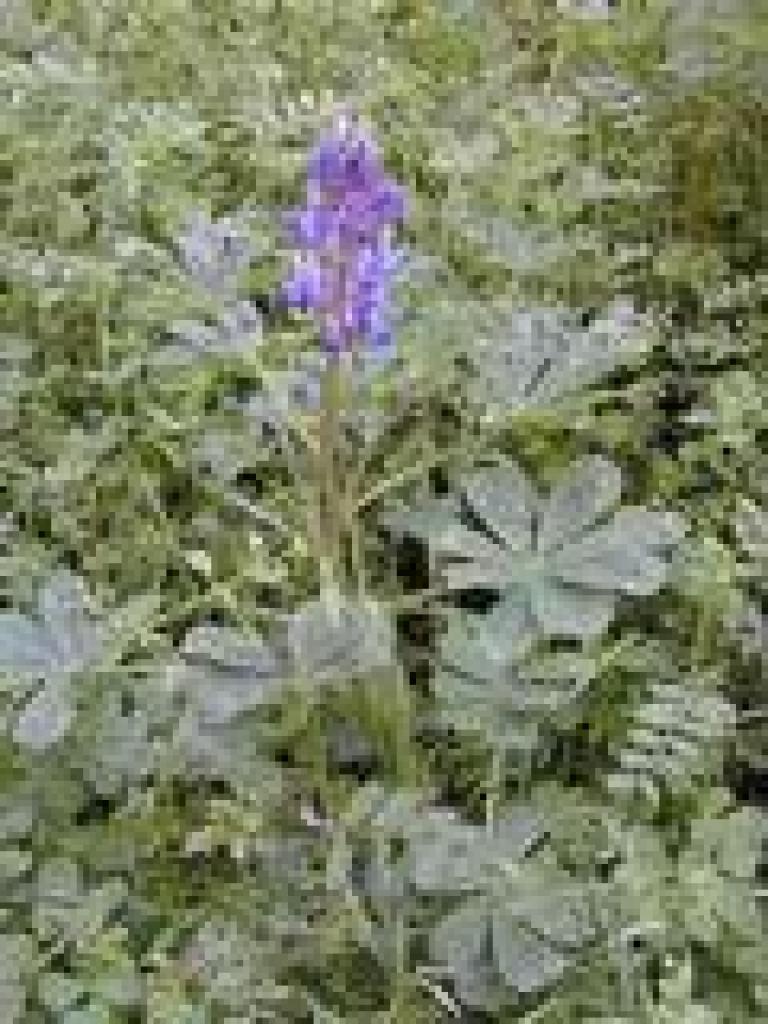 A lupine