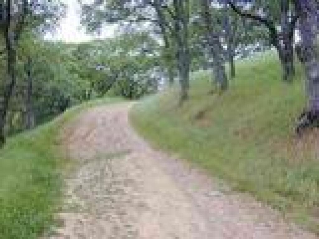 Blue oaks line the trail