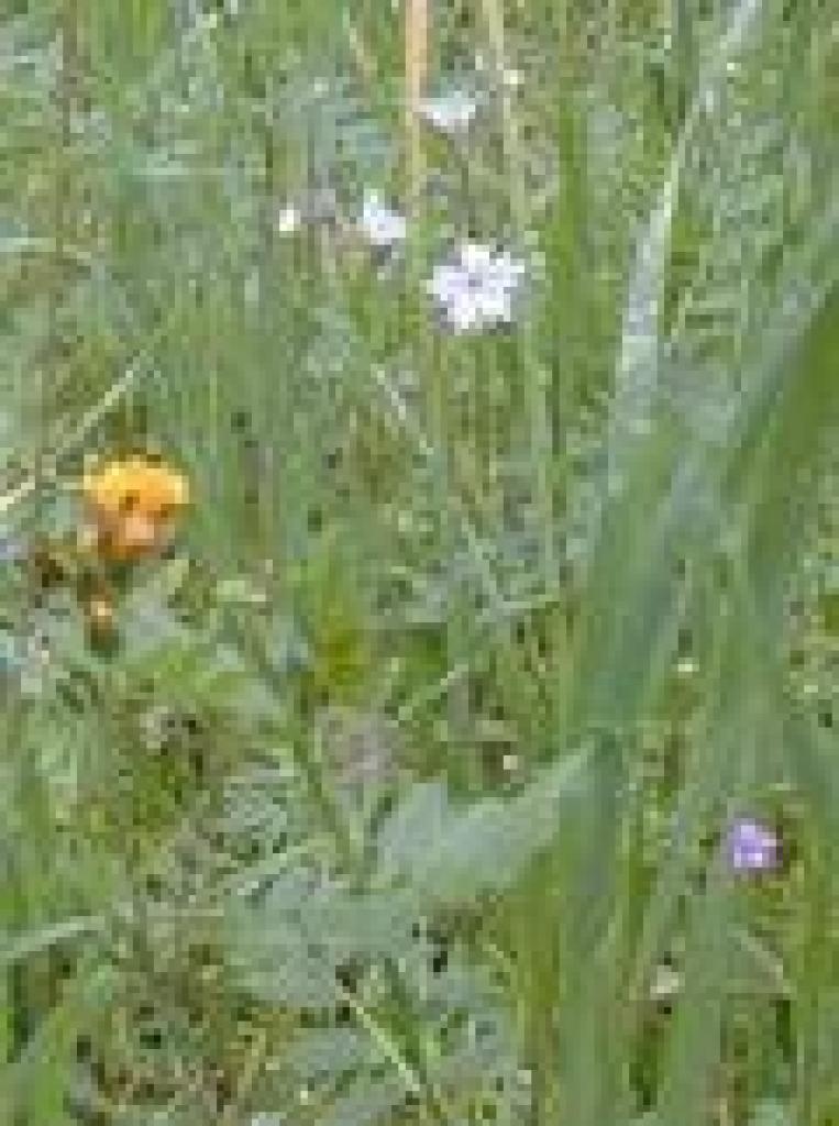 Woodland star