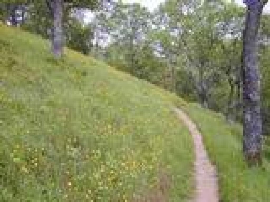 Buttercups