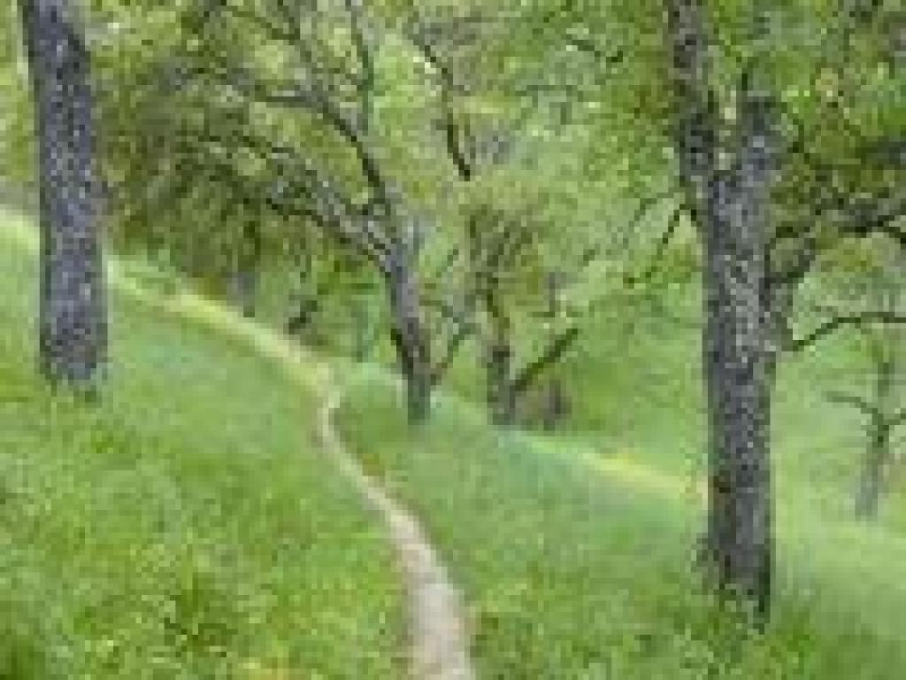 The green of early spring