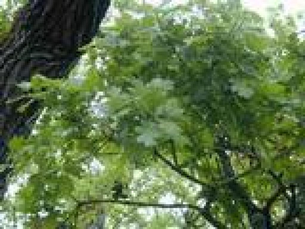 Valley oak leaves