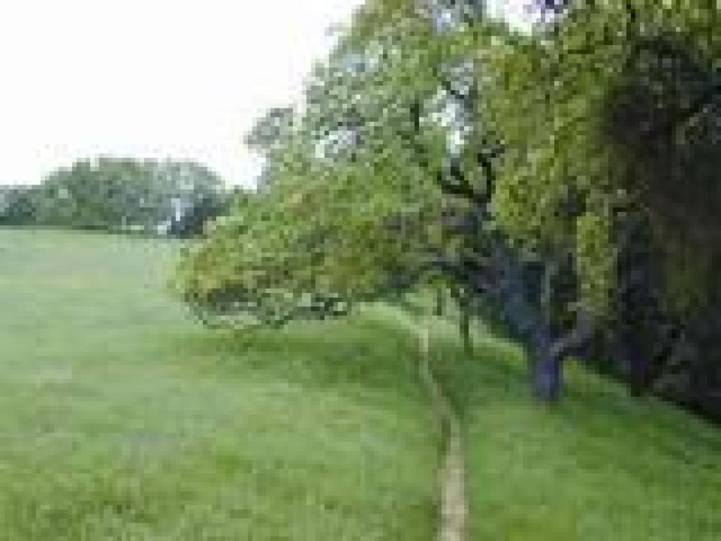 Under valley oaks