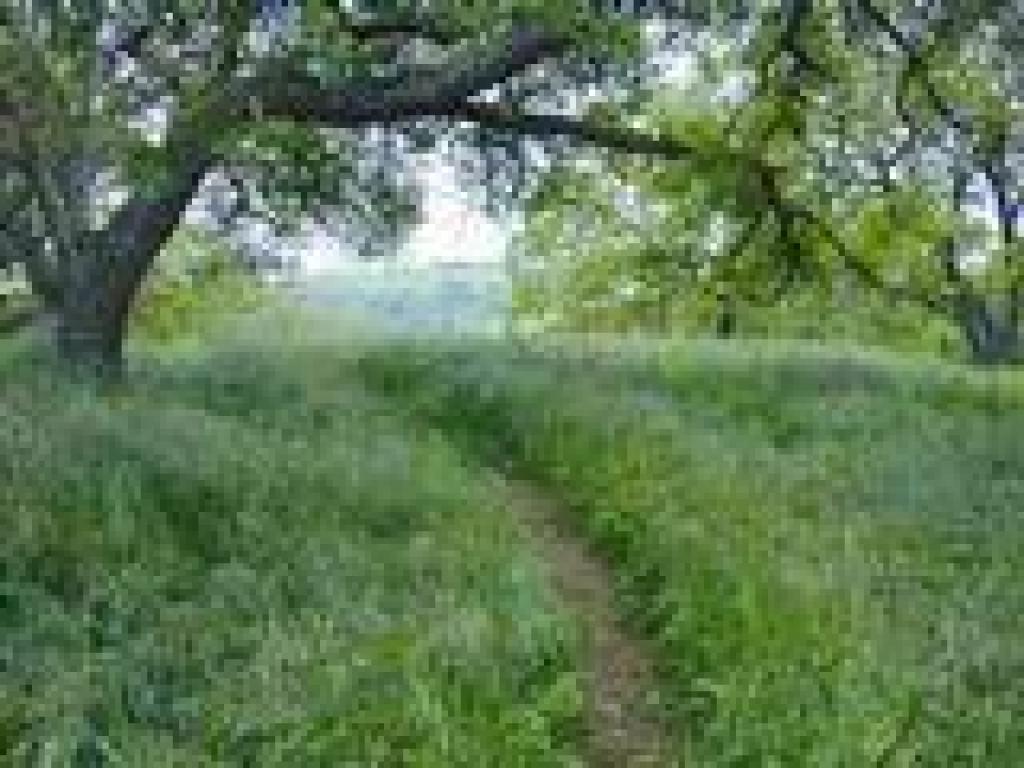 Tall grass