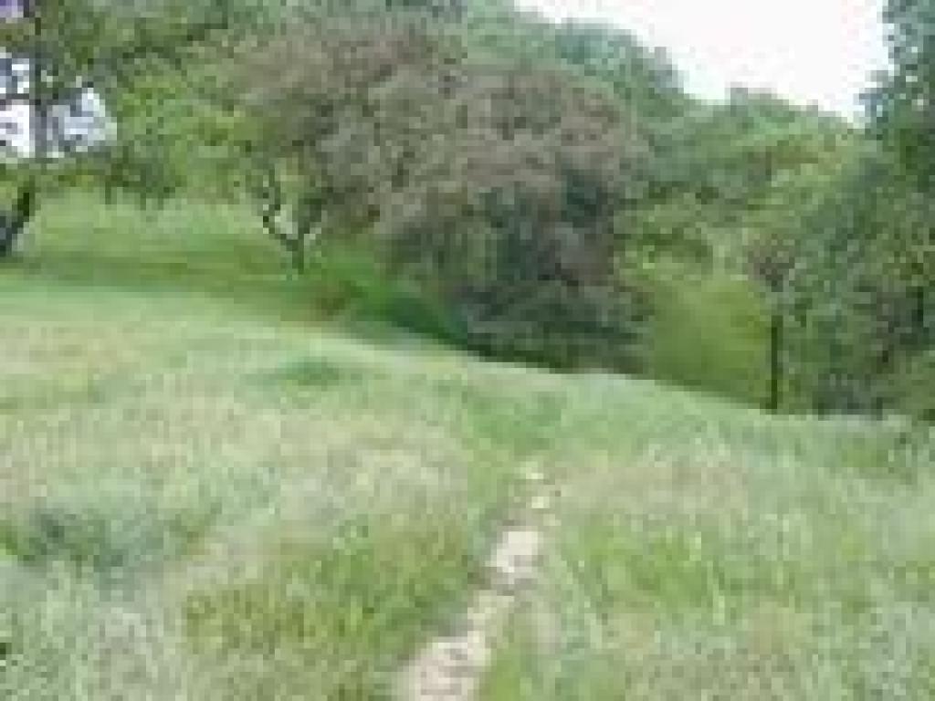 Oaks along the trail
