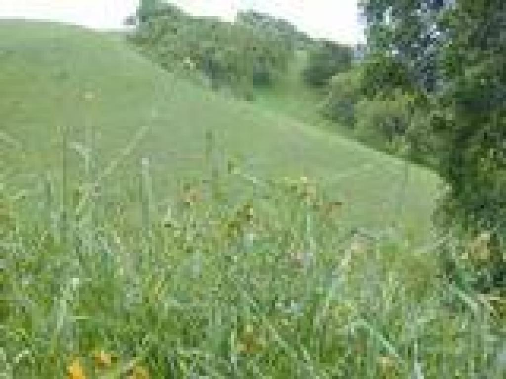 Fiddlenecks