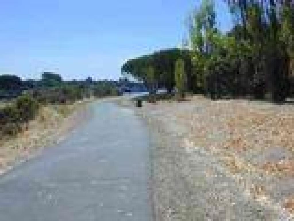Planted trees on the right
