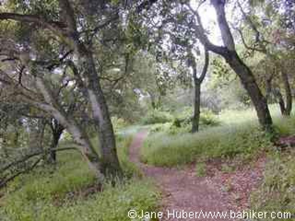 Woodland Trail