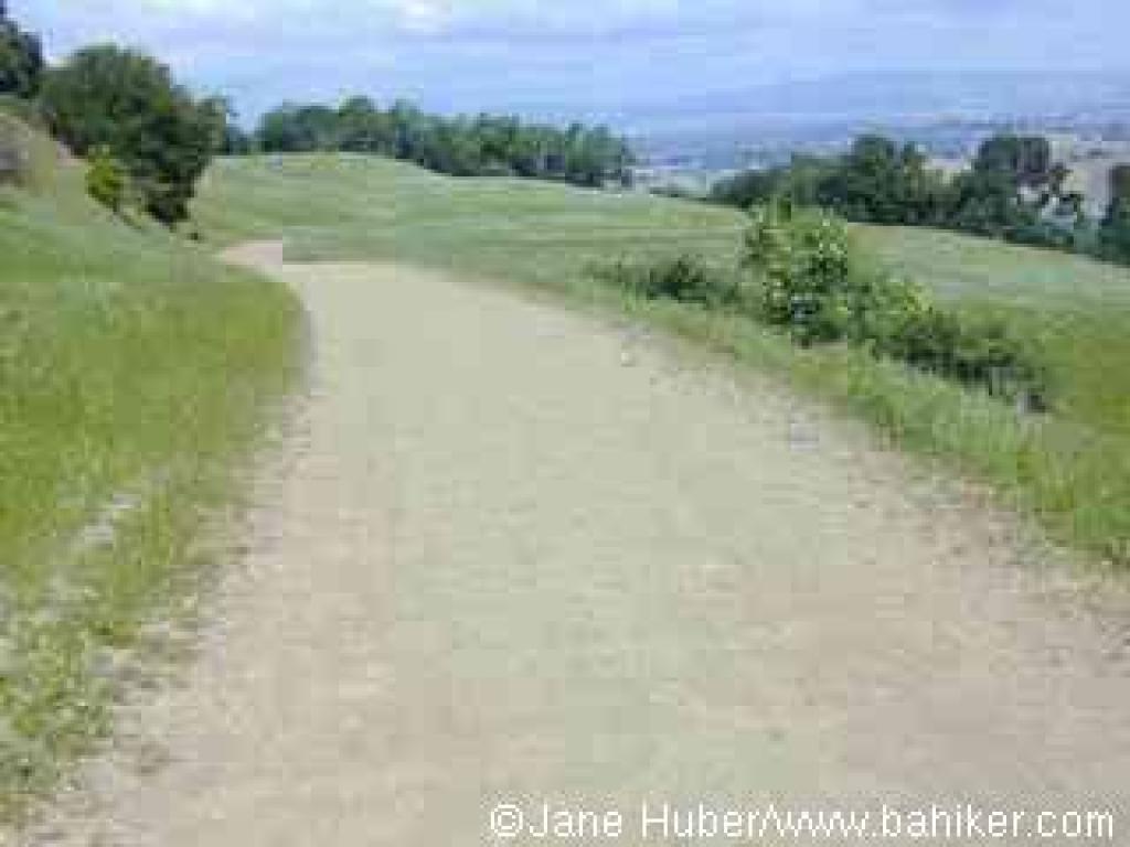 Returning on Oak Tree Trail
