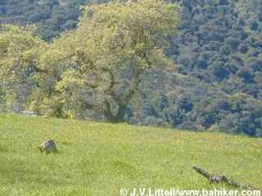 Johnny jump-ups carpet the hillside