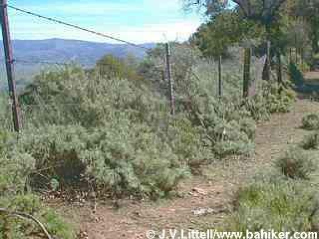 Sagebrush photo