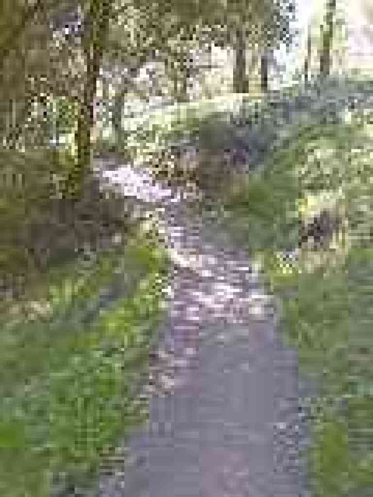 Woodland Trail