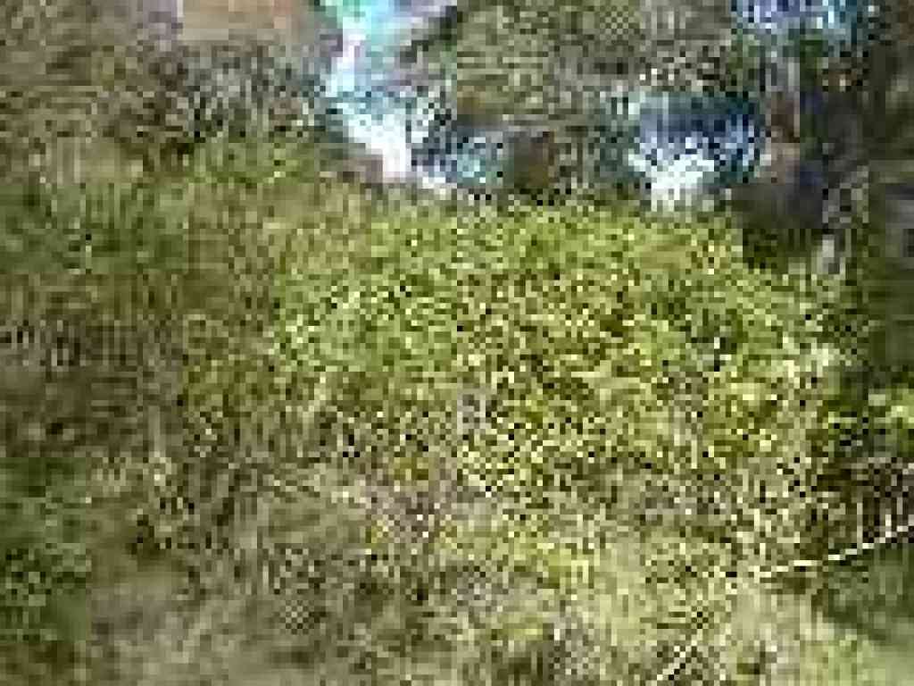 Poison oak