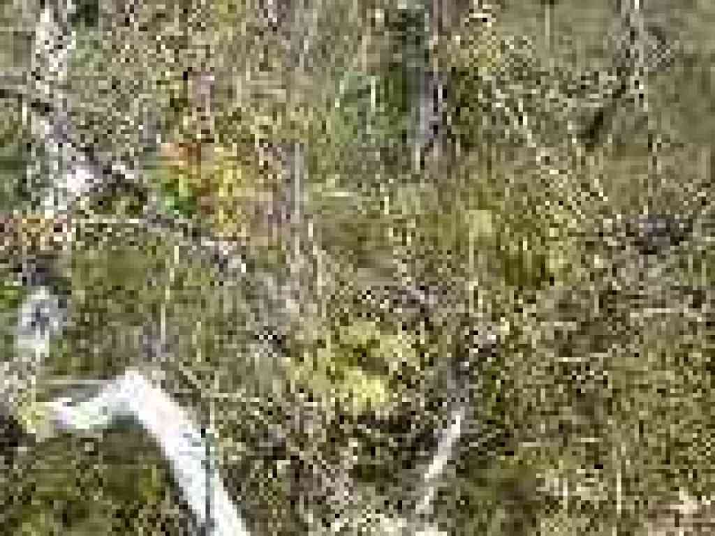 Sycamore