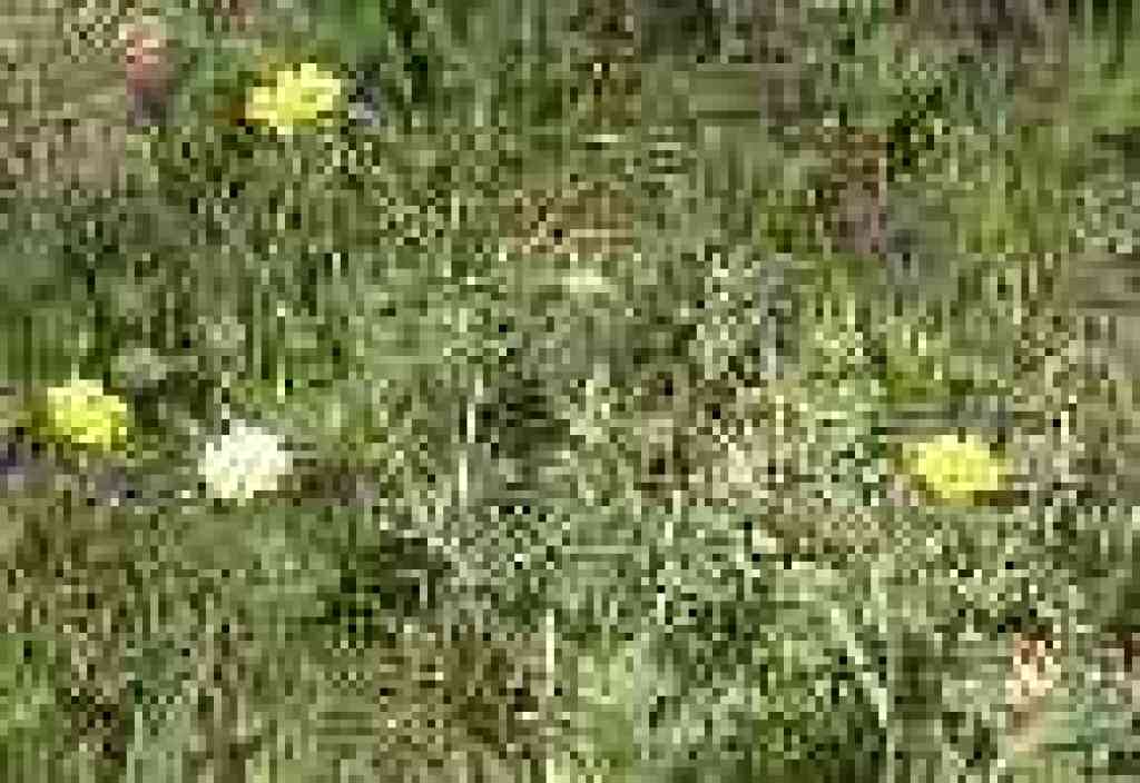 Buttercups