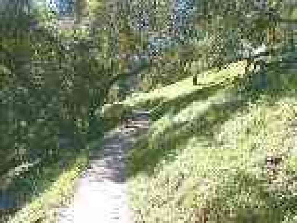 Grassland