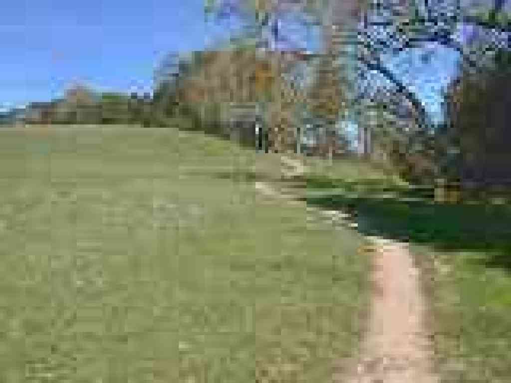Dodging the shade on the edge of the meadow