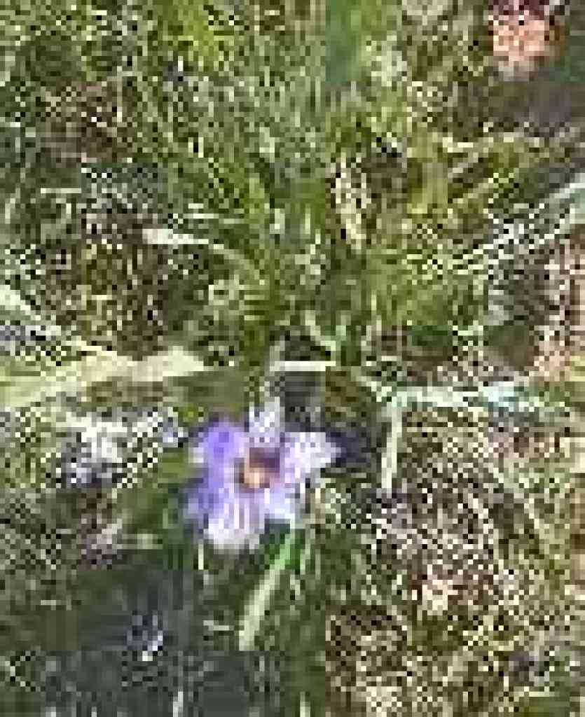 Blue-eyed grass