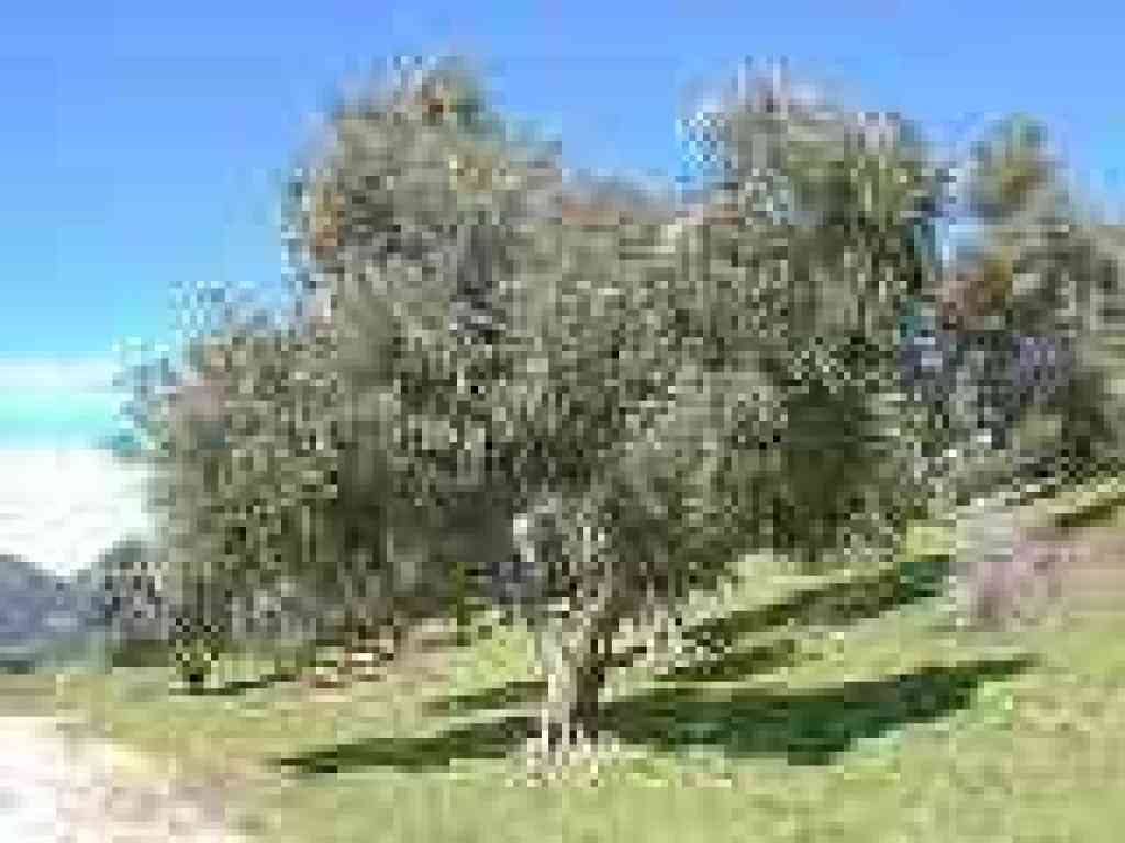 Olive tree