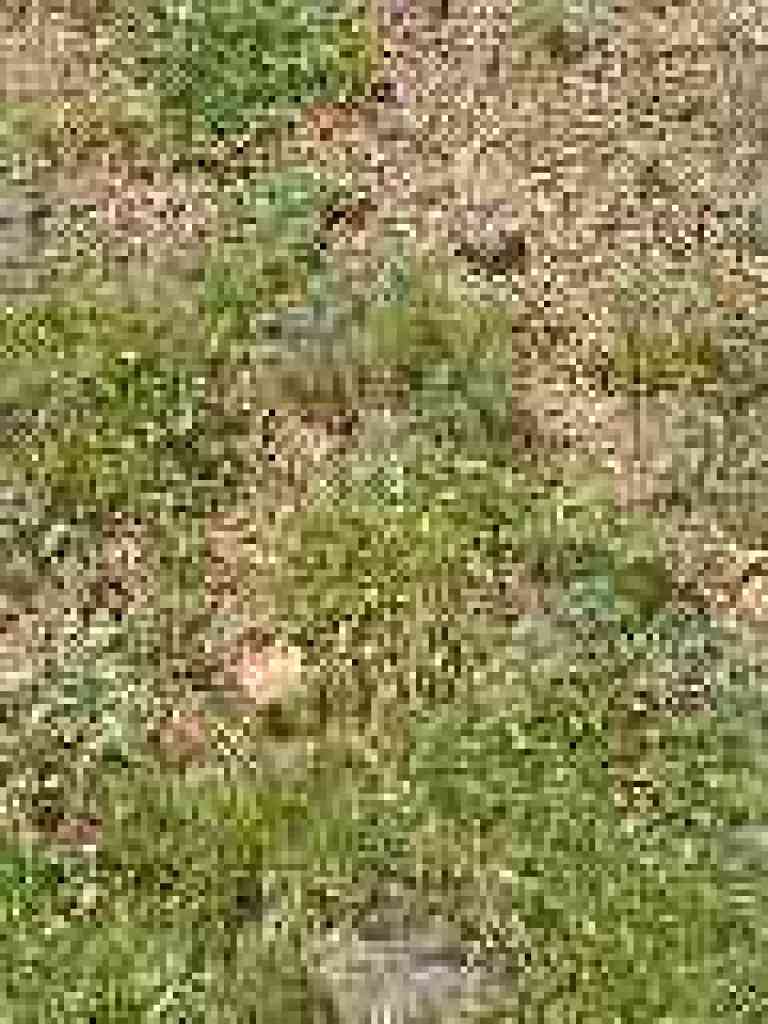 Tiny flowers include redmaids