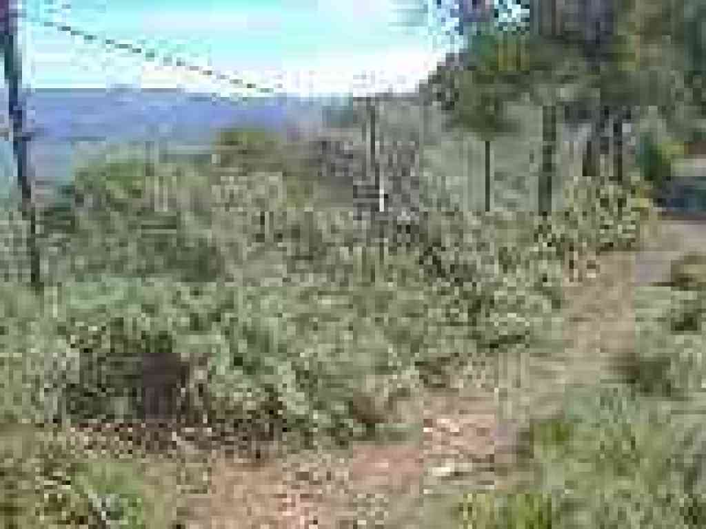 Sagebrush