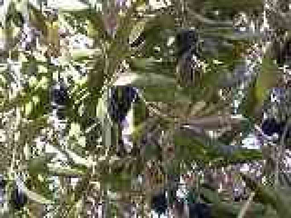 Olives