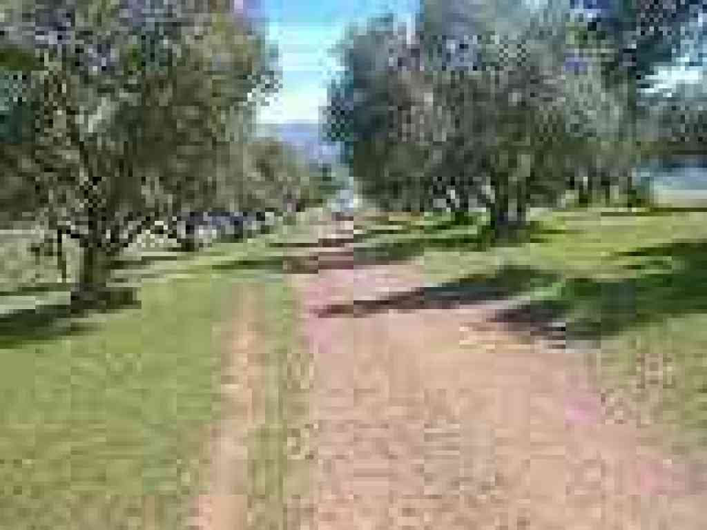 Ridgeline cutting through olive trees
