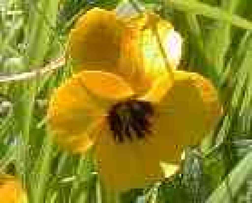 Photo of a Johnny-jump-up