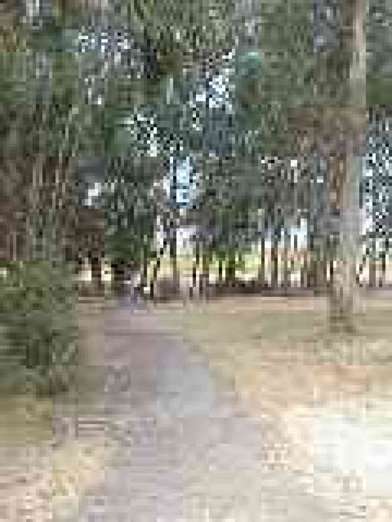 Winding through trees