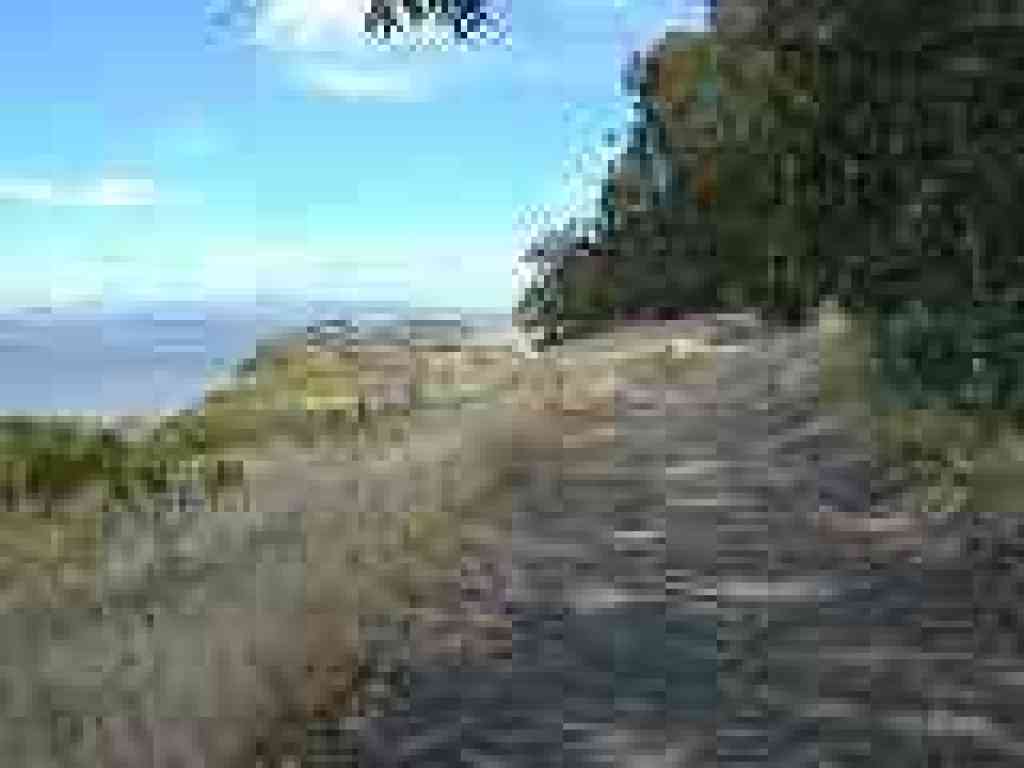 Sagebrush on a bluff