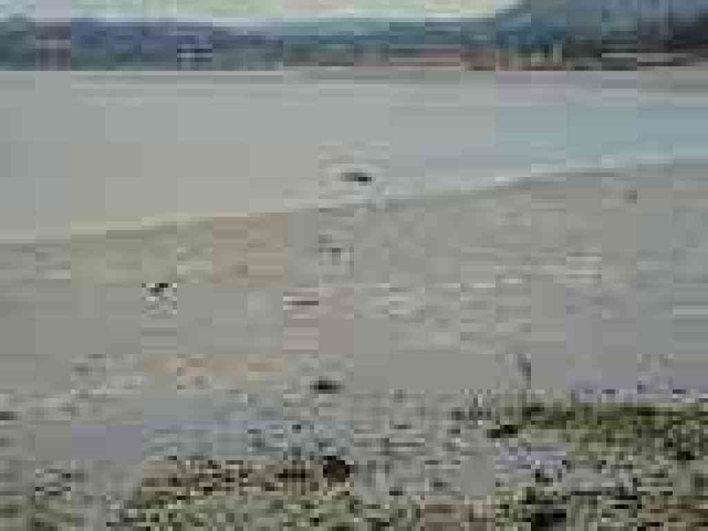 Birds in mudflats