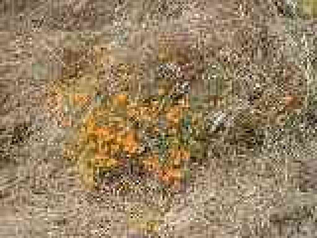 Late bunch of poppies