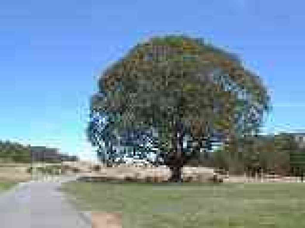 Looking back to a huge eucalyptus tree