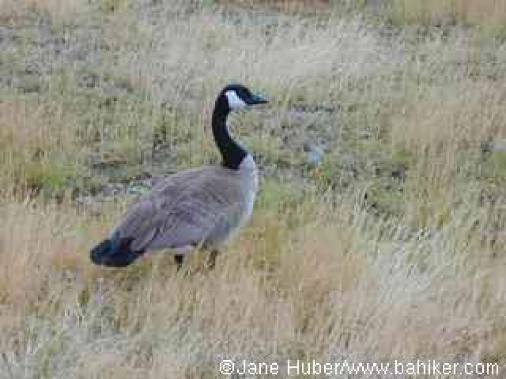 Canada goose photo