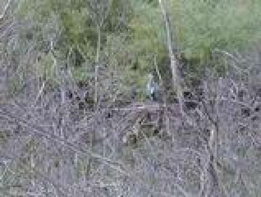 Great blue heron
