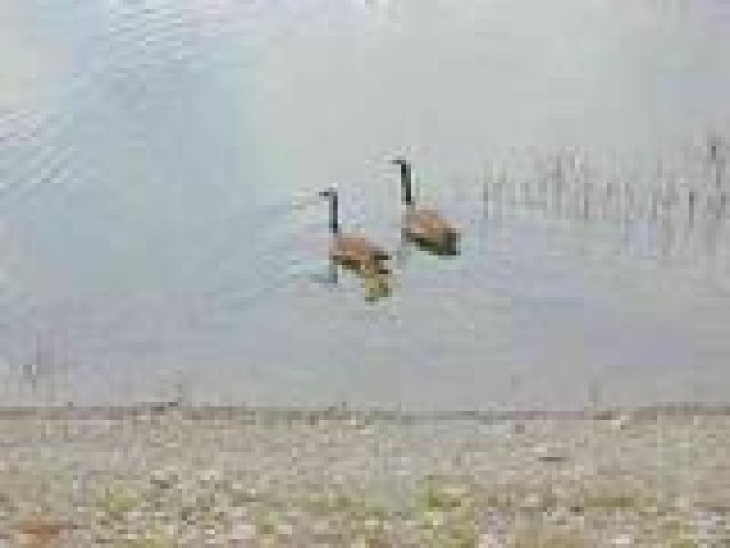 Goose family