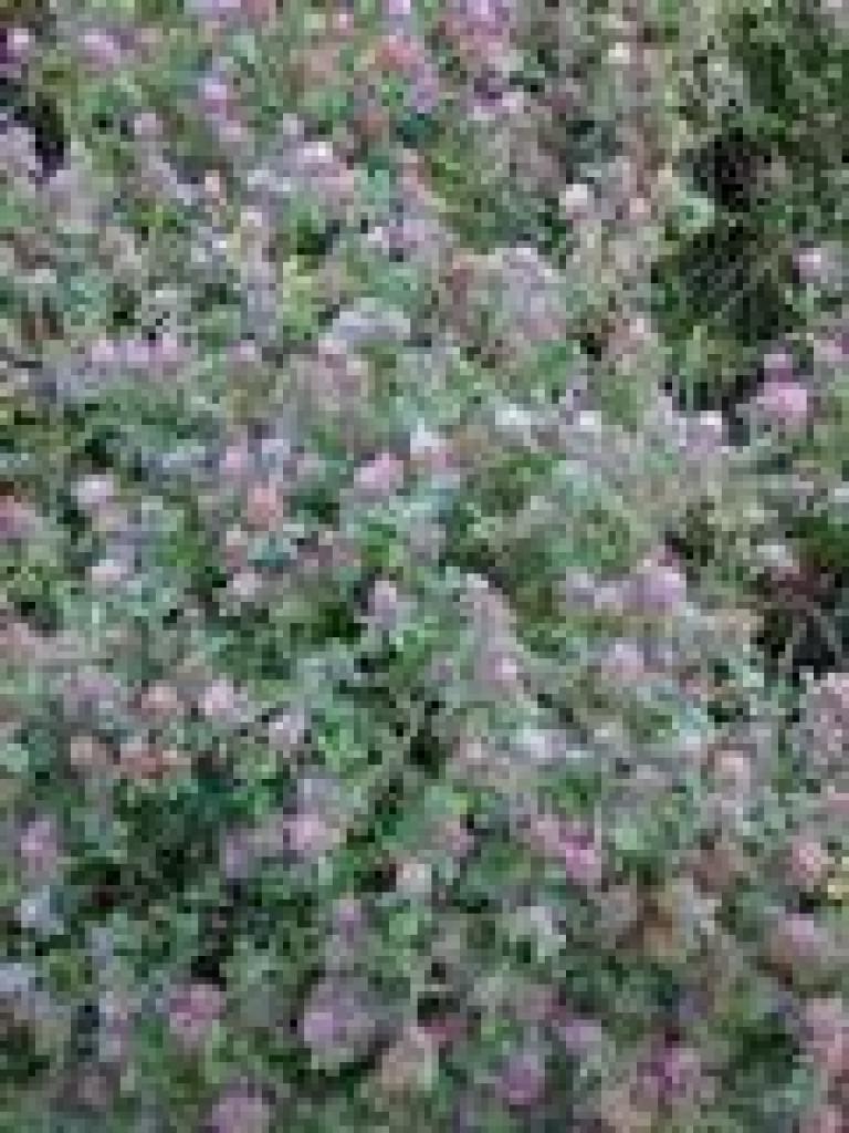Clover