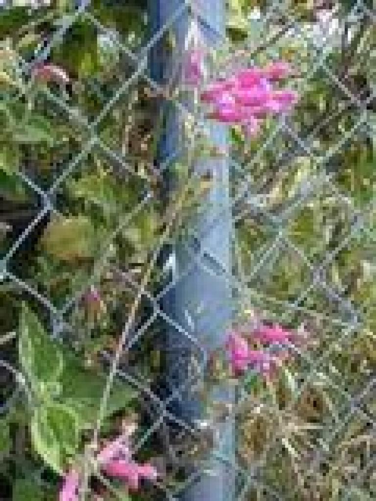 Unknown pink flower