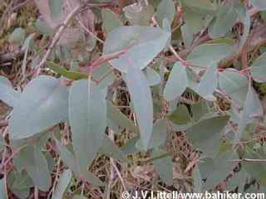 Eucalyptus