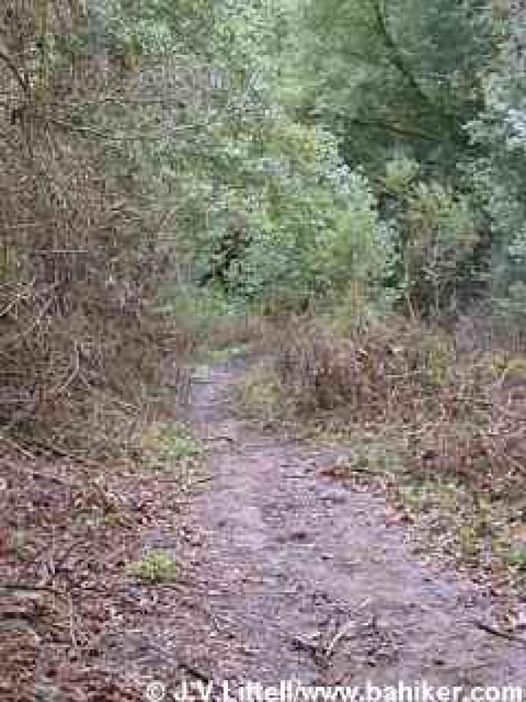 A damp spot
