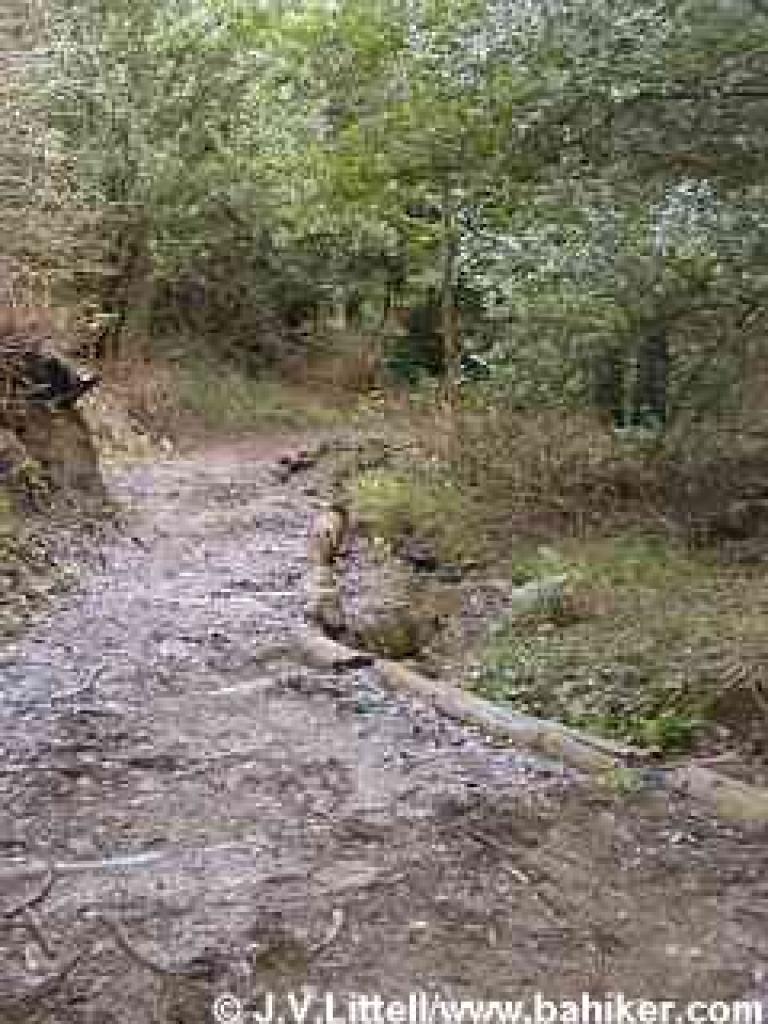 Logs separate trail from creek
