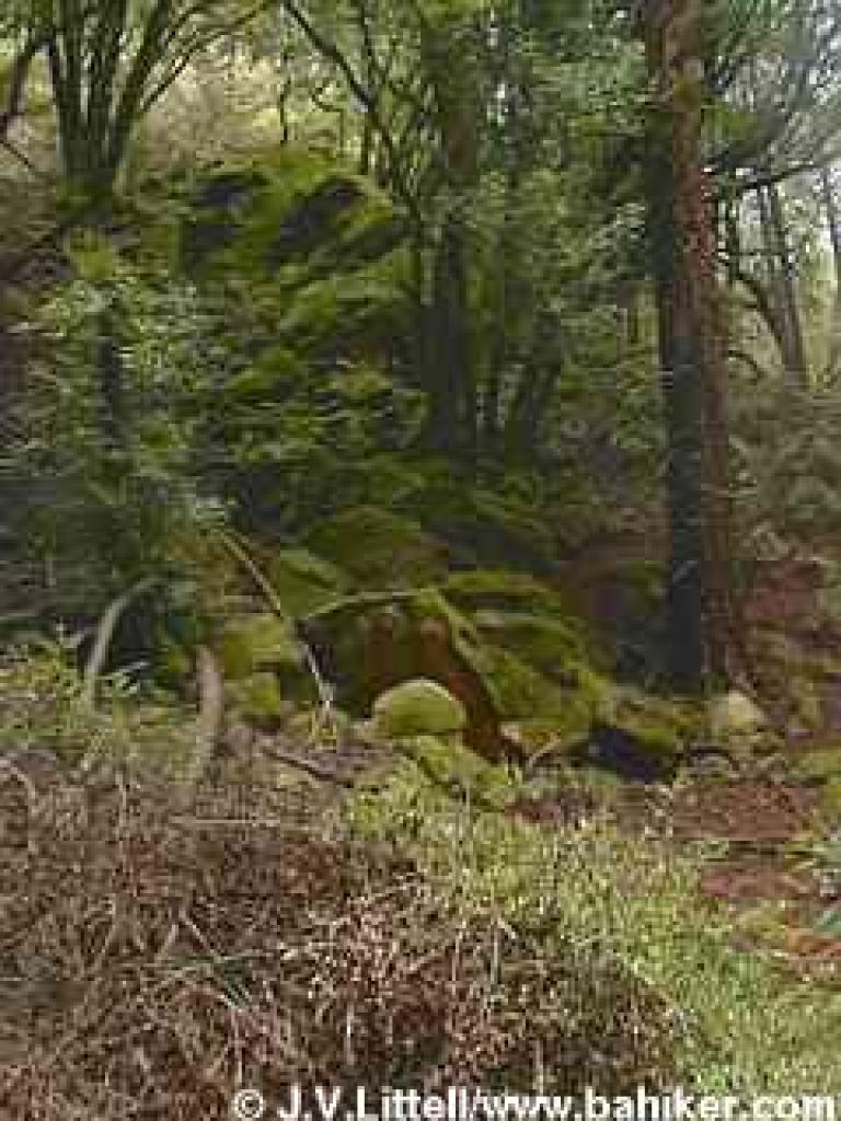 Moss covered rocks