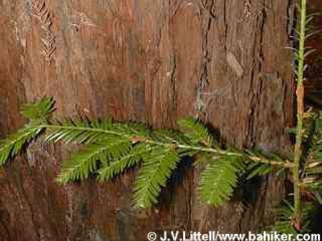 Redwood